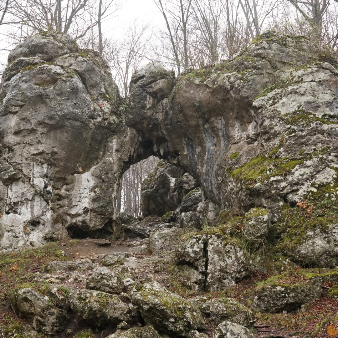Лесной заповедник "Парковое" / Rezerwat leśny „Parkowe”